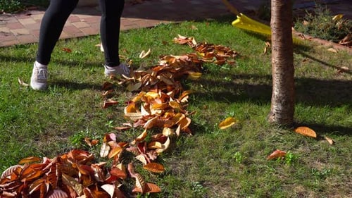 Person using a yellow rake to gather colorful autumn leaves into a pile on a green lawn