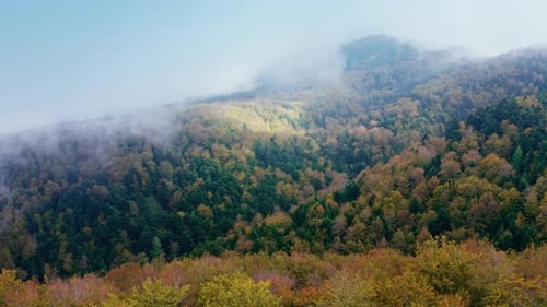 Autumn Colors of Trees in the Mountain in Misty Day of Europe
