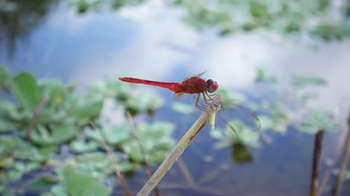 Nahaufnahme einer roten Libelle, die auf den trockenen Stängeln auf stillem Wasser sitzt