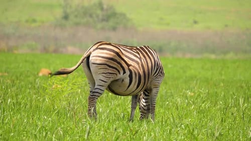 A Plains Zebra Grazing in Lush Green South African Savanna Field.