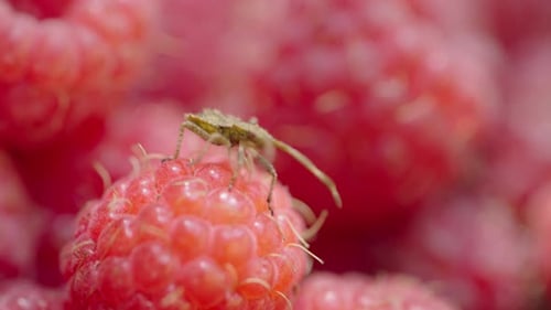 A Small Bug Crawls Over Ripe Raspberries in Slow Motion Macro Shot