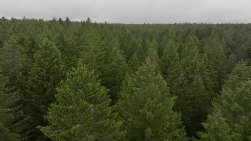 Aerial Footage of Dense Forest Canopy