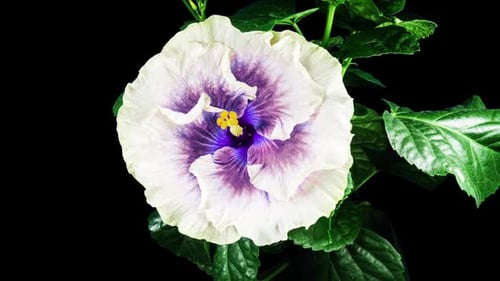 Time-Lapse of Beautiful White and Purple Flower Blooming