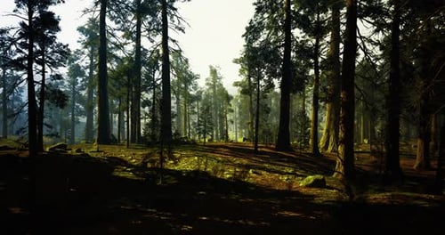 Peaceful Woodland Trail Illuminated By Morning Sunlight Piercing Leaves