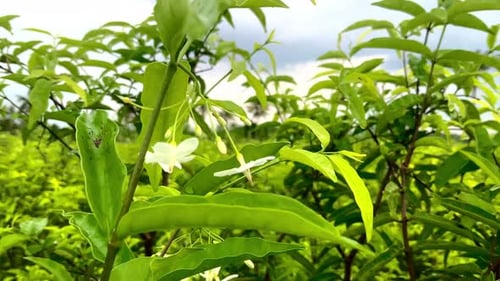 Close Up Lush Green Tropical Plant