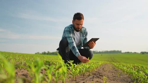 Farmer Examining Corn Crops with Digital Tablet in Field