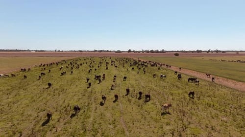 4K Drone Footage Of A Cattle Of cows Running On A Field 1