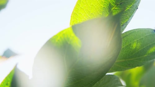 Nature, Botany and Flora Concept - Close Up of Hydrangea Branch With