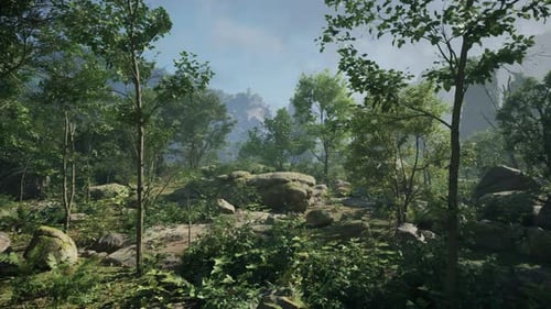 A Forest Filled with Lots of Rocks and Trees