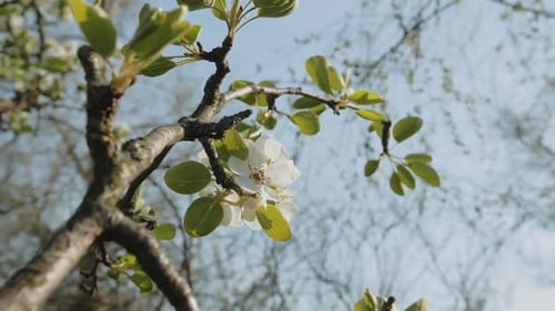 Spring Apple Flowers on Apple Branch Trees Blossom in the Garden Super Slow Motion Closeup Apple