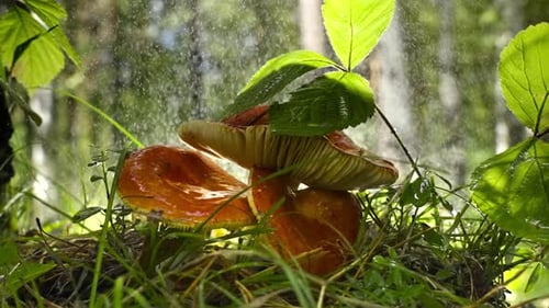 Closeup of Red Mushrooms in Rain with Blurred Forest Background