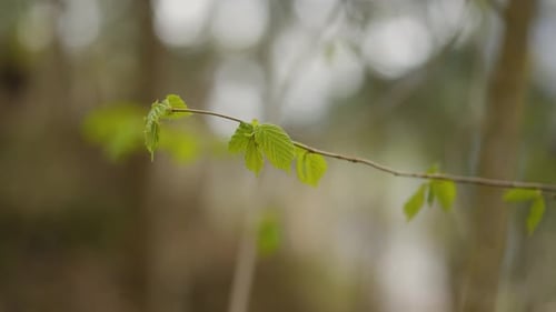 Isolated leaf in a forest in the middle of the mountains of italy, while spring