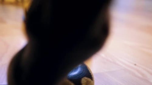 Un python étrangle un serpent tenu par un homme