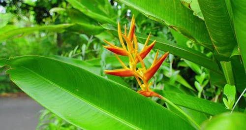 Fleur d'héliconia naturelle flamboyante, fleur florale bicolore