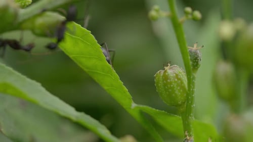Carpenter ants in forest