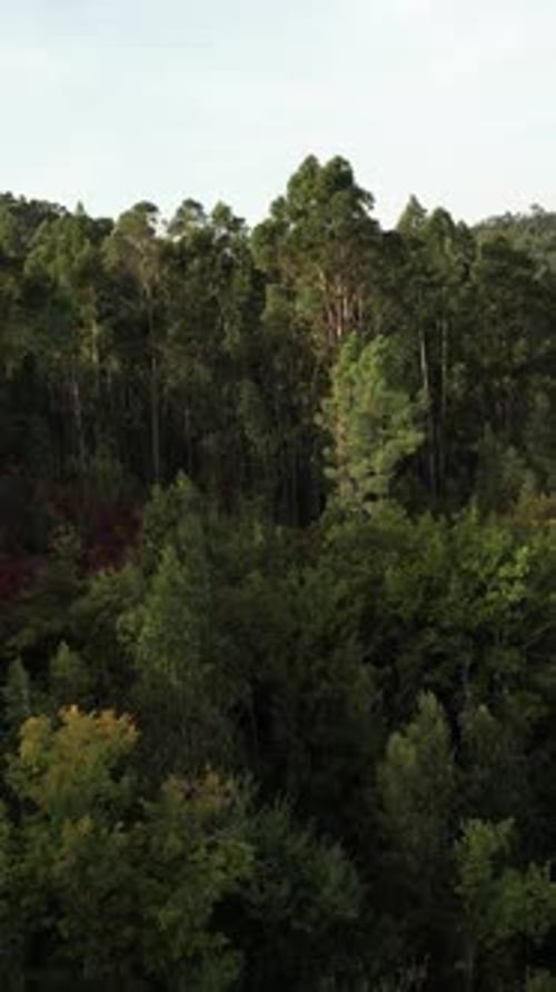 Vertical Video of Aerial Forest View Tree Tops Reserve