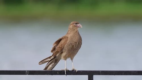 Wilder Chimango-Caracara, Milvago Chimango, der auf dem Metallgeländer hockt und nach oben schaut und auf das S