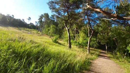 Grass Field And Green Trees In A Rural Town - drone shot