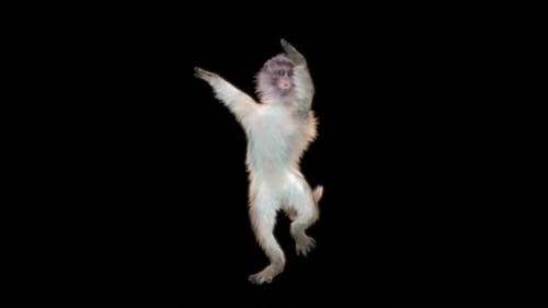 51 Monkey Dance HD
