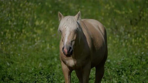 Golden Palomino Horse in a Sunlit Field Amidst a Sea of Green Foliage Palomino Horse in Sunlit