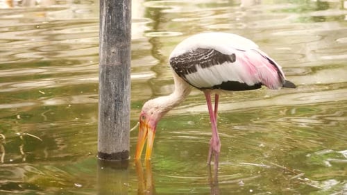 Bird's beak in water swamp