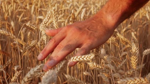 Farmer Harvesting Golden Wheat in a Sunlit Field During Late Afternoon