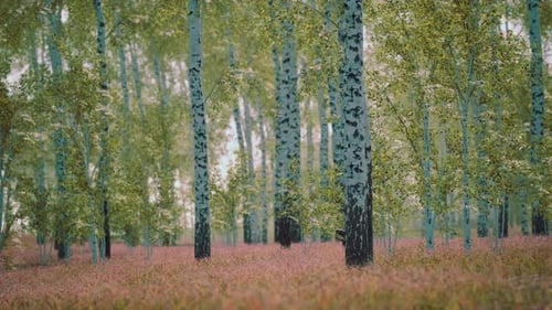White Birch Trees in the Forest in Summer