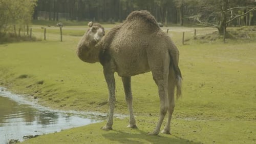 Un dromedario que se rasca mientras está de pie junto a un estanque