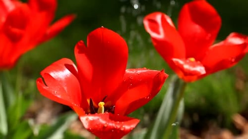 Red Tulips Sprinkled with Water in Springtime Garden