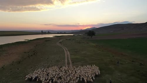 Aerial View Of Herd Of Sheep On The Lake Shore At Sunset