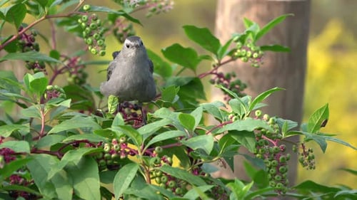 A catbird sitting in a berry bush calling out to the other birds.