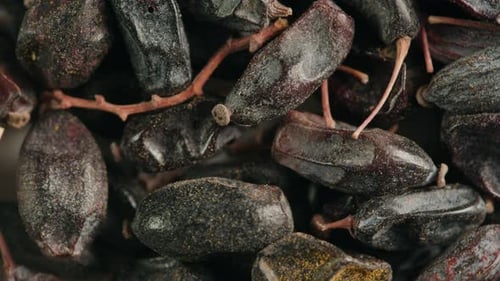 Épine-vinette séchée sur bureau gris Gros plan Macro Black Red Spice pour la nourriture Berberisvulgaris Berries pour le thé