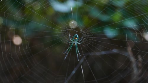 Colorful Spider Sits in Center of Web