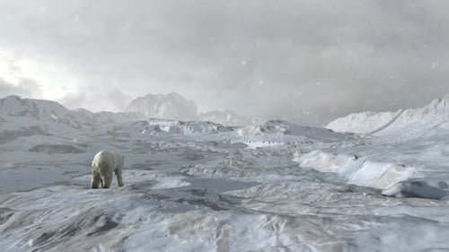 Polar bear walking alone in snowy arctic landscape, aerial