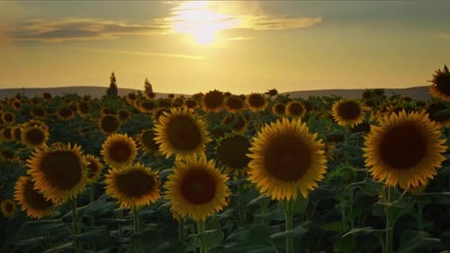 Agriculture Yellow Sunflower Plant In Farm Field In Sunlight 41