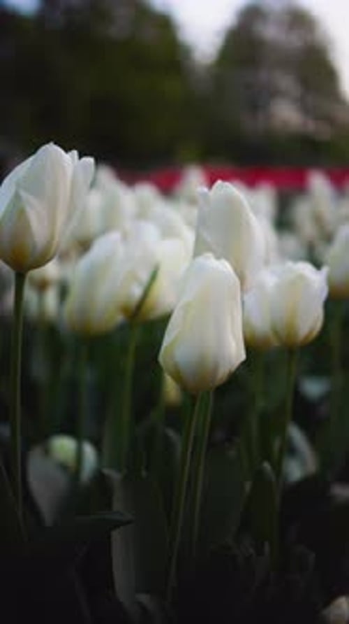 Field of Blooming White Tulips in Natural Landscape