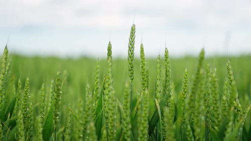 Green Wheat Field Swaying in the Breeze