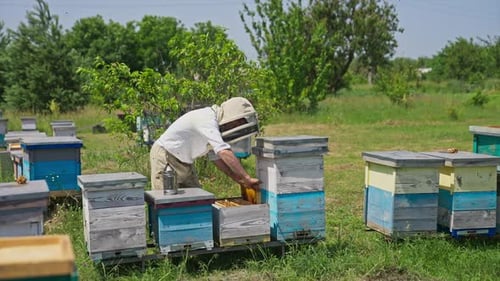 Beekeeper examining his bee farm hives.