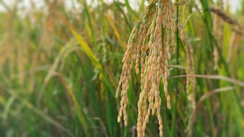 Rice paddy, Rice Crop, Rice Production