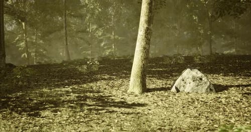 Forest Landscape with Rocky Ground and Trees in Low Light Atmosphere