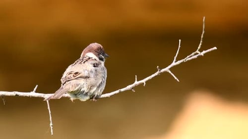 Feldsperling, Passer montanus, sitzt auf einem Stock und schaut sich um