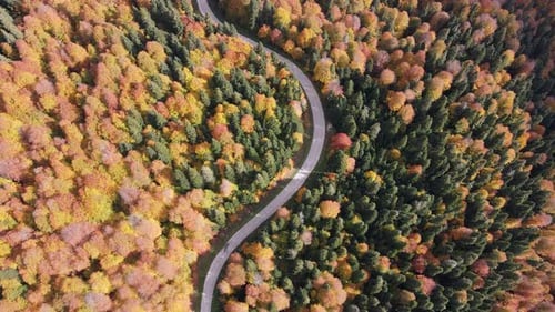 Road Through Autumn Forests