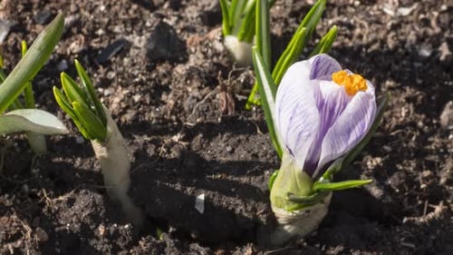 Spring Nature Primroses Blooming