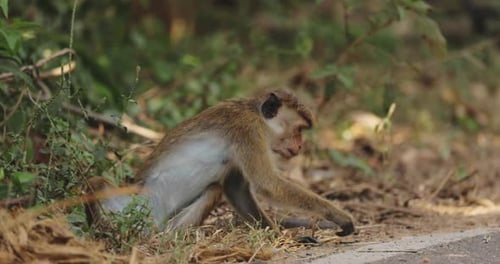 Curious Monkey Eating Food Found Near Roadside In Sri Lanka