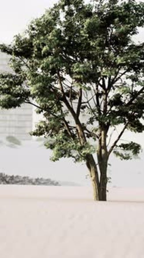 Lone Tree Standing in Desert