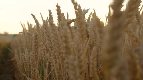 Golden Wheat Field at Sunset Farmland Sunset in Agriculture Crops Yellow Wheat Stalks