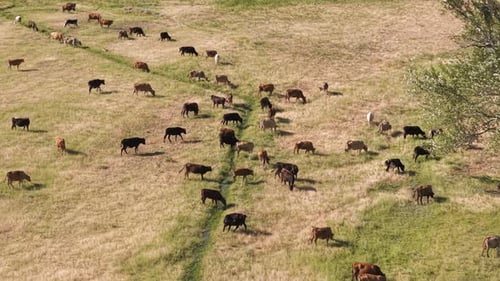Cows Grazing on a Meadow