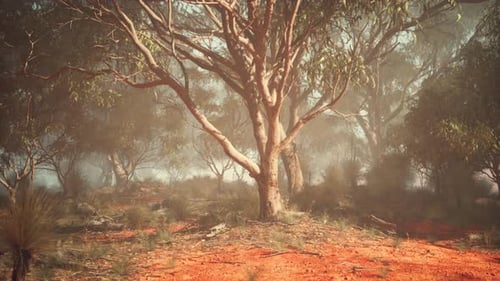 A Solitary Tree Standing in a Vast Field of Dirt