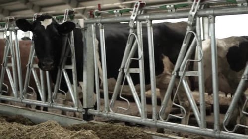 Cows on a diary farm eating. Cattle of cows
