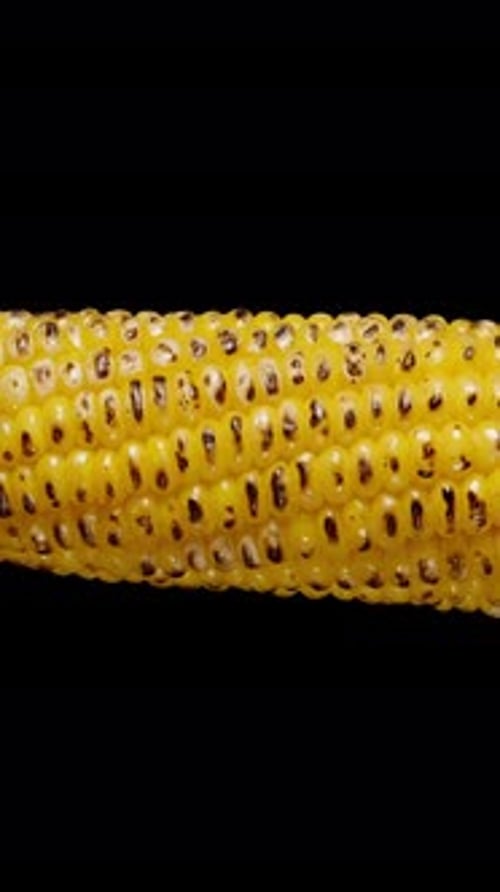 Vertical video. The boiled corn cob with fire-roasted kernels rotates on a black background